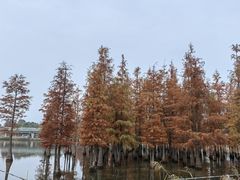 -白鹭湾湿地公园