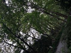 -杭州植物园