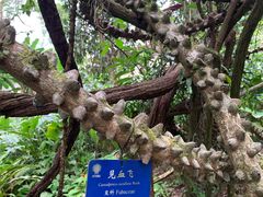 -中国科学院西双版纳热带植物园