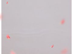 -清真石家包子(大皮院总店)
