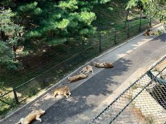 -大连森林动物园
