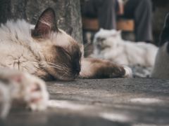 -喵屿·大理花园猫咖