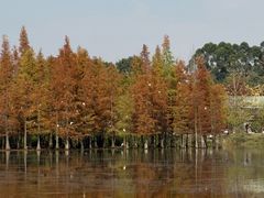 -白鹭湾湿地公园