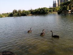 -五缘湾湿地公园