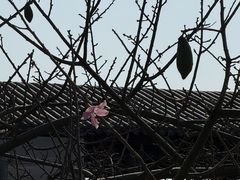 -顺德渔村·岭南一号