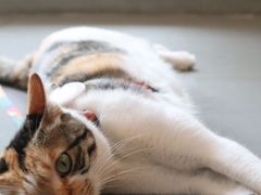 -Again Coffee Roaster(香蜜湖店)