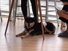 -南京Hallo宠物乐园·哈罗犬舍·柴犬繁育基地