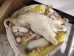 -安安宠医宠物医院·异宠·犬猫内科(岳阳分院)