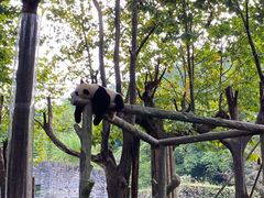 -都江堰中华大熊猫苑