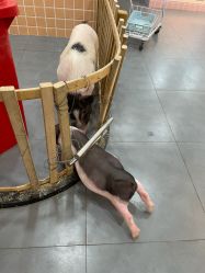 -Moni星球萌宠·小马宝莉·灵蛇·高端高阶全萌宠互动体验俱乐部(红豆国际广场店)