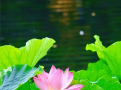-荔湾湖公园