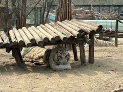 -北京野生动物园