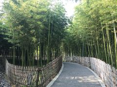 -陈家山荷花公园