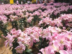 -松山湖梦幻百花洲
