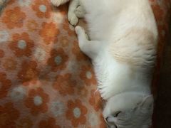 -猫咪博物馆(顶澳仔猫街店)