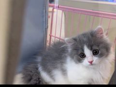 -翊宠yipet猫狗购宠庄园