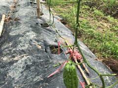 -新地休闲农场