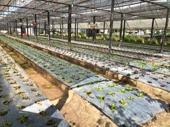 -Ohkajhu Organic Farm Sansai