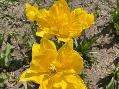 -长春公园(普阳街道)