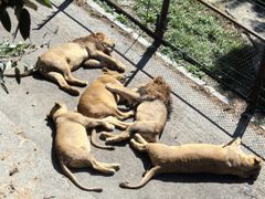 -大连森林动物园