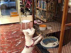 -多卡布奇宠物生活馆(上林世家店)