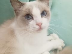 -Bastet sally猫舍购宠(静安店)