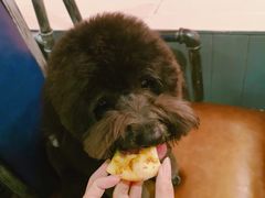 -百好乐宠物友好餐厅(朝外大街店)