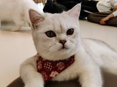 -飞行喵MR PILOT|猫舍·猫咖(静安大融城店)