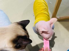 -藏猫猫咖啡主题馆(中央大道店)