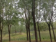 -东郊湿地公园