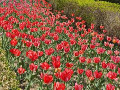 -北京国际鲜花港