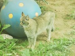 -青藏高原野生动物园