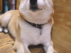 -柴务处·柴犬主题狗咖