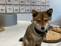 -柴务处·柴犬主题狗咖