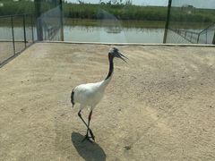 -盐城丹顶鹤湿地生态旅游区