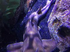 -暹罗海洋世界