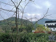 -树山生态村