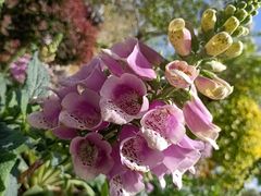 -武清南湖绿博园