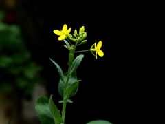 -行人小筑·茶馆(岑村火炉山分店)