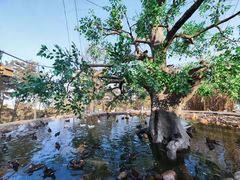 -西霞口神雕山野生动物世界