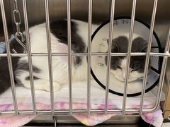 -瑞派康怡24h宠物医院·犬猫医疗中心·微创绝育(瑞景分院)