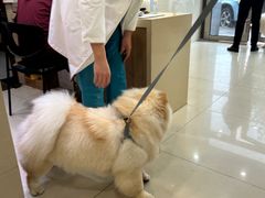 -艾贝尔宠物医院·24H转诊中心·肿瘤猫专科(江宁双龙店)