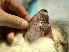 -中农大我爱我爱24h动物医院·中医针灸·猫专科·骨科医疗中心(双井店)