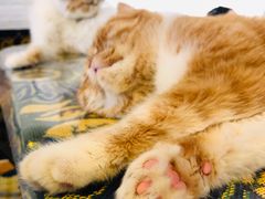 -平行世界·猫咖(首经贸店)