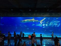 -烟台海昌鲸鲨海洋公园