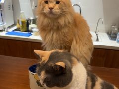 -有猫主题·治愈系猫咖(曾厝垵店)