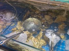 -四海蒸鲜蒸汽海鲜自助(北戴河店)