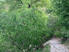 -北京鹫峰国家森林公园
