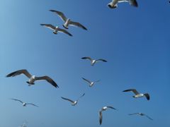 -海驴岛(荣成市)