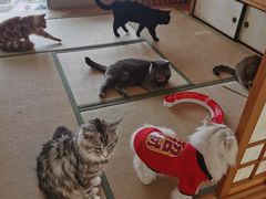 -猫在这儿猫咪咖啡馆·撸猫馆